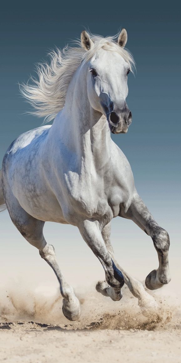 Krásná osuška bílý kůň pro děti Jerry Fabrics