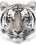 Mikroflanelová dětská deka Bílý tygr | 120/150