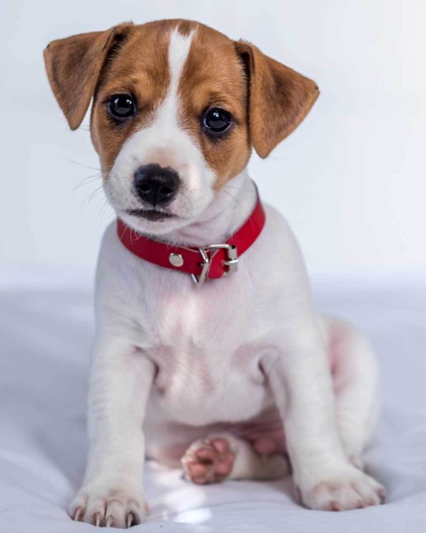Mikroflanelová dětská deka Jack Russel terrier Jerry Fabrics